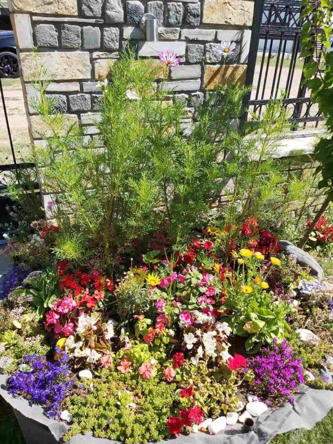 סטאר דויירן Apartments And Villas Janev מראה חיצוני תמונה