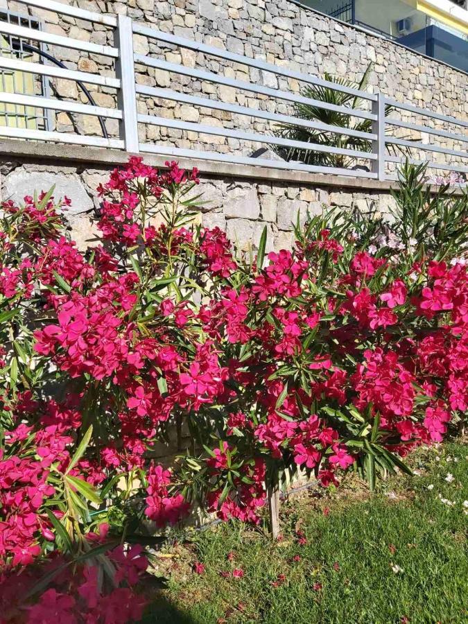 סטאר דויירן Apartments And Villas Janev מראה חיצוני תמונה
